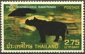 Sumatran Rhinoceros (Dicerorhinus sumatrensis)