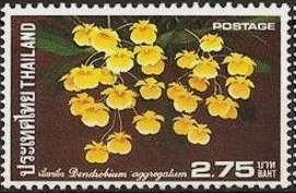 Dendrobium aggregatum