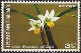 Dendrobium scabrilingue