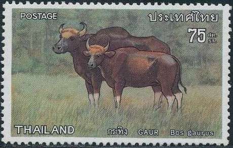 Gaur (Bos gaurus)