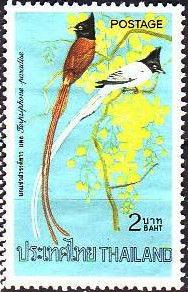 Asian Paradise Flycatcher (Terpsiphone paradisi)