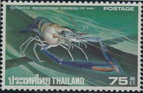 Giant River Prawn (Macrobrachium rosenbergii)