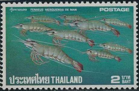 Banana Prawn (Penaeus merguiensis)