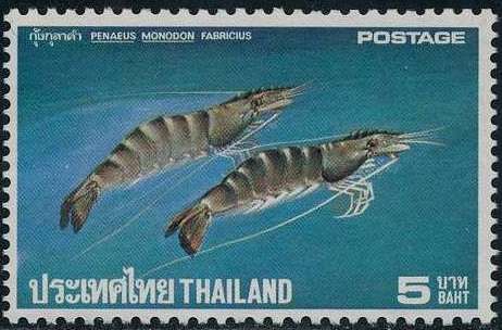 Giant Tiger Prawn (Penaeus monodon)