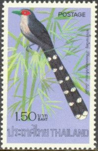 Green-billed Malkoha (Phaenicophaeus tristis)