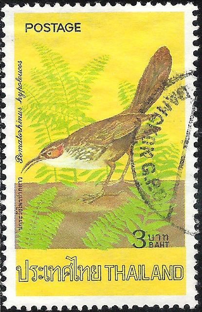 Large Scimitar Babbler (Pomatorhinus hypoleucos)