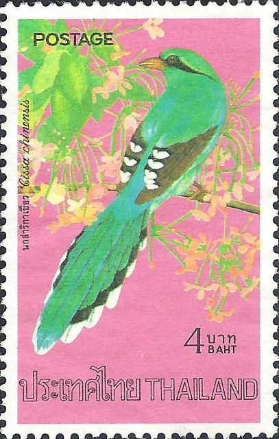 Common Green-Magpie (Cissa chinensis)