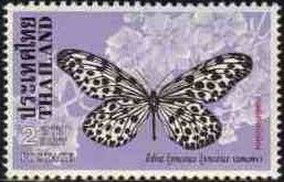 Tree-nymph (Idea lynceus)
