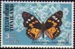 Eastern Courtier (Sephisa chandra)