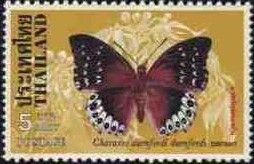 Chestnut Rajah (Charaxes durnfordi)