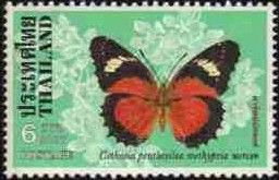 Orange Lacewing (Cethosia penthesilea ssp. methypsia)