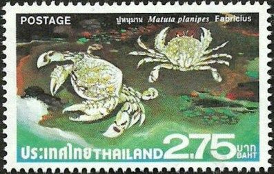 Flower Moon Crab (Matuta planipes)
