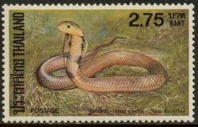 Thai Cobra (Naja kaouthia)