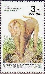 Northern Pig-tailed Macaque (Macaca nemestrina)