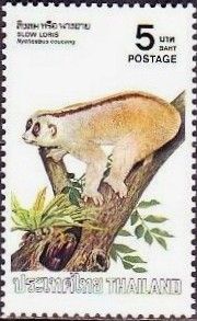 Sunda Slow Loris (Nycticebus coucang)