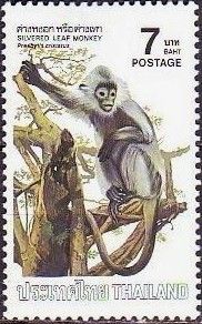 Silvered Leaf Monkey (Presbytis cristatus) 