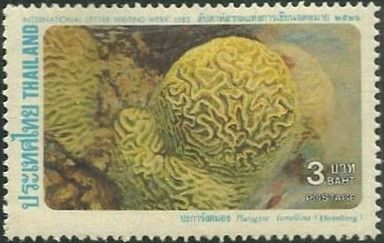 Hard Brain Coral (Platygyra lamellina)