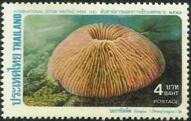 Mushroom Coral (Fungia sp.)
