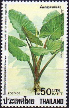 Alocasia indica