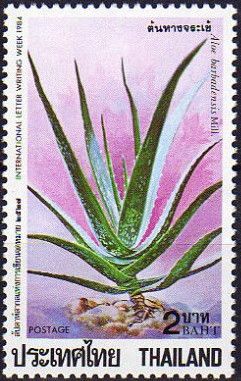 Aloe barbadensis