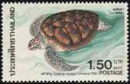 Green Sea Turtle (Chelonia mydas)