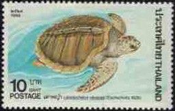 Olive Ridley Sea Turtle (Lepidochelys olivacea)