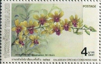 Dendrobium Sri-Siam