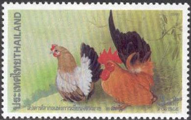 Blacktail Bantams (Gallus gallus domesticus)