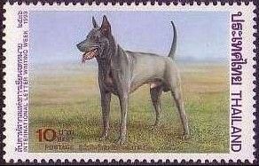 Thai Ridgeback (Canis lupus familiaris)