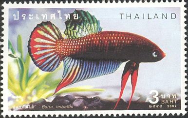 Crescent Betta (Betta imbellis)