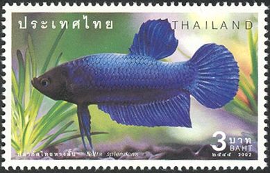 Siamese Fighting Fish (Betta splendens)