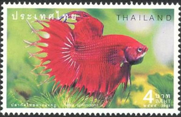 Siamese Fighting Fish (Betta splendens)