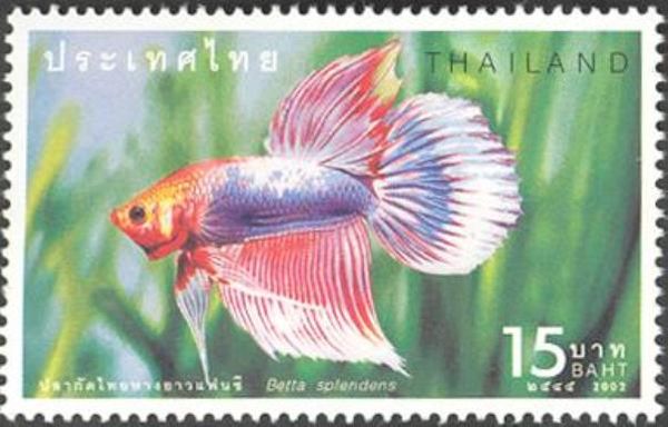 Siamese Fighting Fish (Betta splendens)