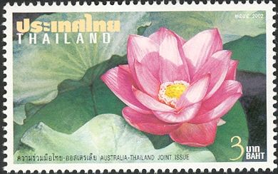 Thai Lotus - Nelumbo nucifera
