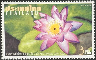Australian Water Lily - Nymphaea immutabilis