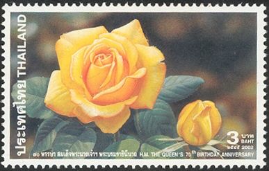 Rosa 'Queen Sirikit'