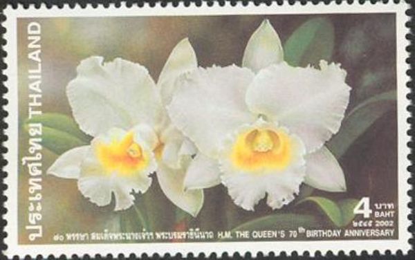 Cattleya 'Queen Sirikit'