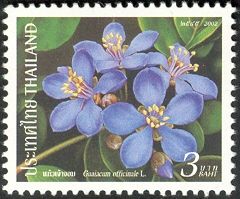 Guaiacum officinale
