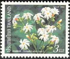 Nyctanthes arbor-tristis