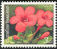 Barleria cristata