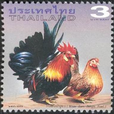 White Ears Jungle Fowl (Gallus gallus domesticus)