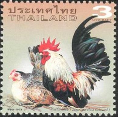 Sugarcane Husk Coloured (Gallus gallus domesticus)