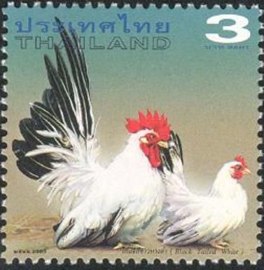Black-tailed White (Gallus gallus domesticus)