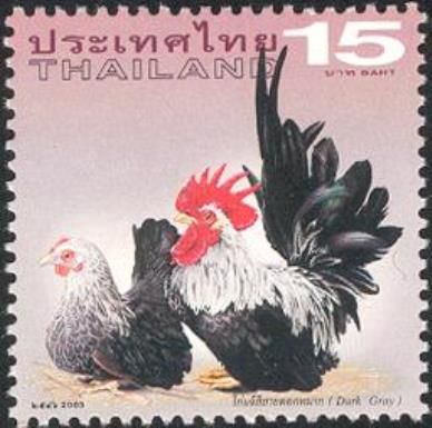 Dark Gray (Gallus gallus domesticus)
