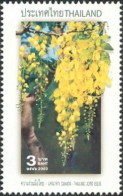 Ratchaphruek, Thailand's national flower