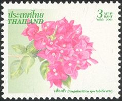 Bougainvillea spectabilis