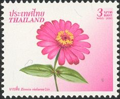 Zinnea violacea