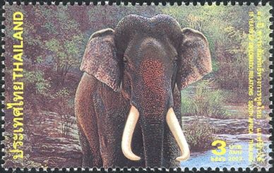 Asian Elephant (Elephas maximus)