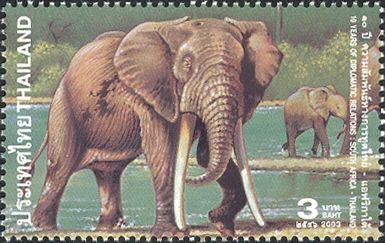 African Elephant (Loxodonta africana)