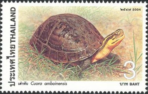 South Asian Box Turtle (Cuora amboinensis)